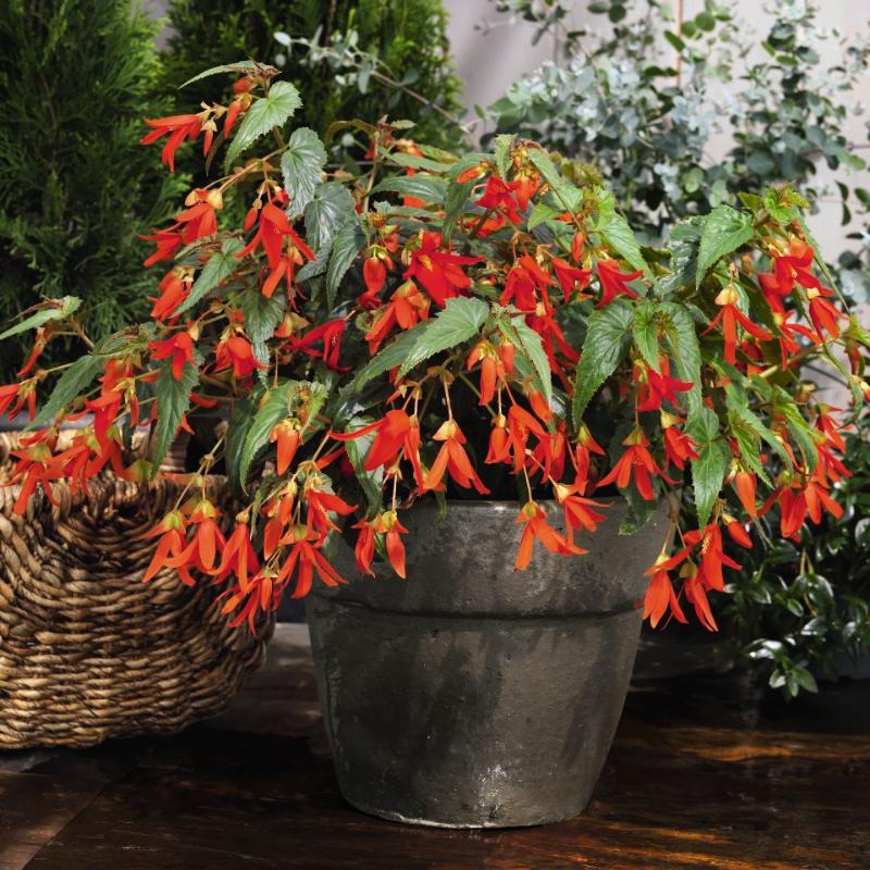 Begonia Sun Cities Santa Cruz Sunset F1 Seed – Harris Seeds