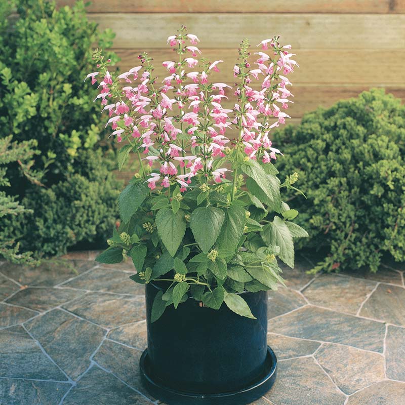 salvia plant seeds Salvia Seeds - Summer Jewel Pink Seeds - UNTREATED