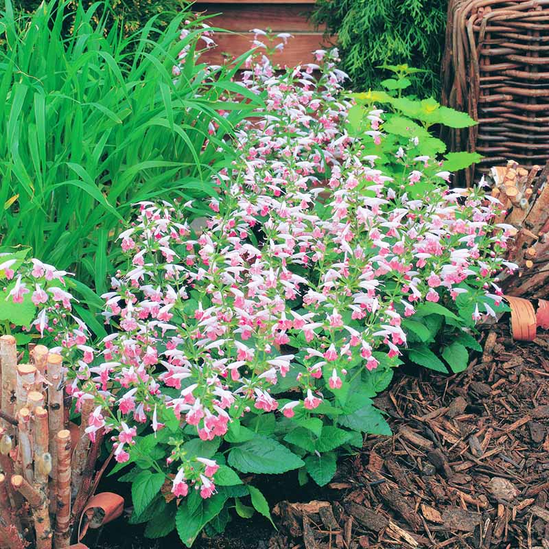 Salvia Seeds - Summer Jewel Pink Seeds - UNTREATED