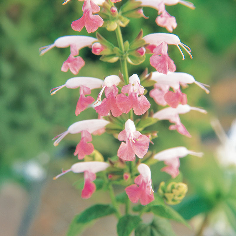 Salvia Seeds - Summer Jewel Pink Seeds - UNTREATED