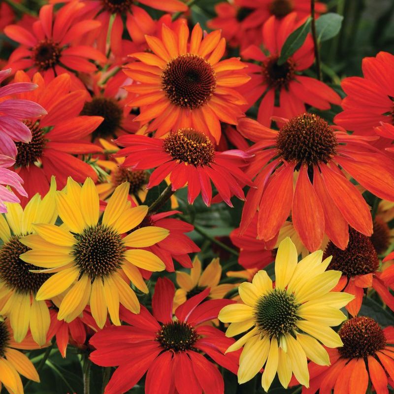 echinacea strawberry and cream seeds Echinacea Cheyenne Spirit Mix Seed Untreated