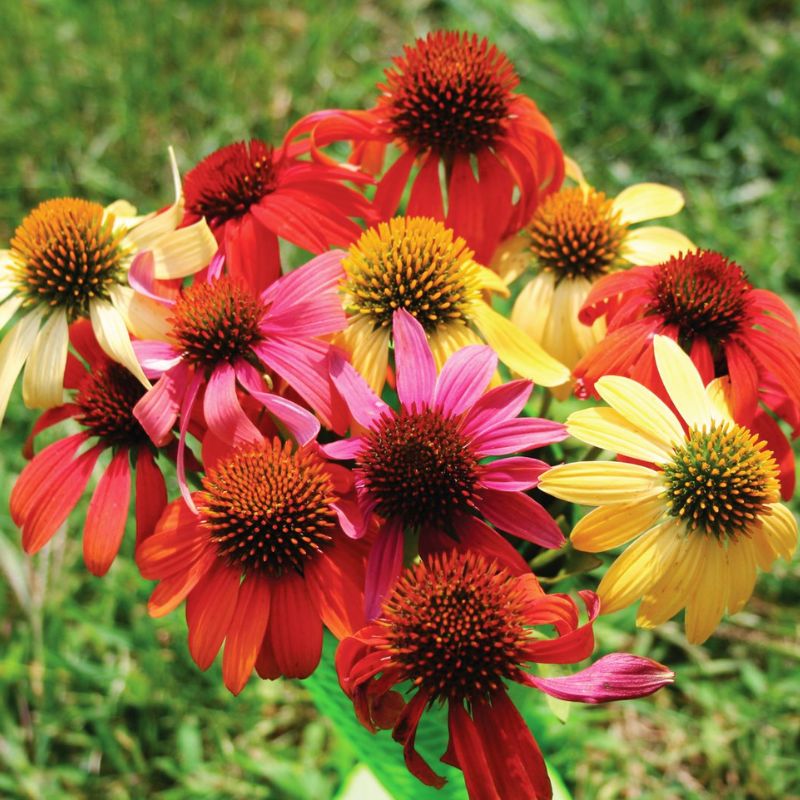 Harris Seeds, Echinacea Cheyenne Spirit Mix Untreated / 100 Seeds