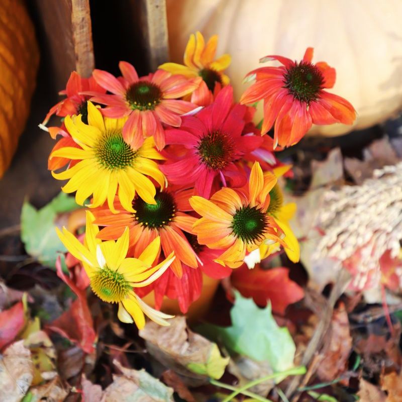 echinacea cheyenne spirit seeds Echinacea Cheyenne Spirit Mix Seed Untreated