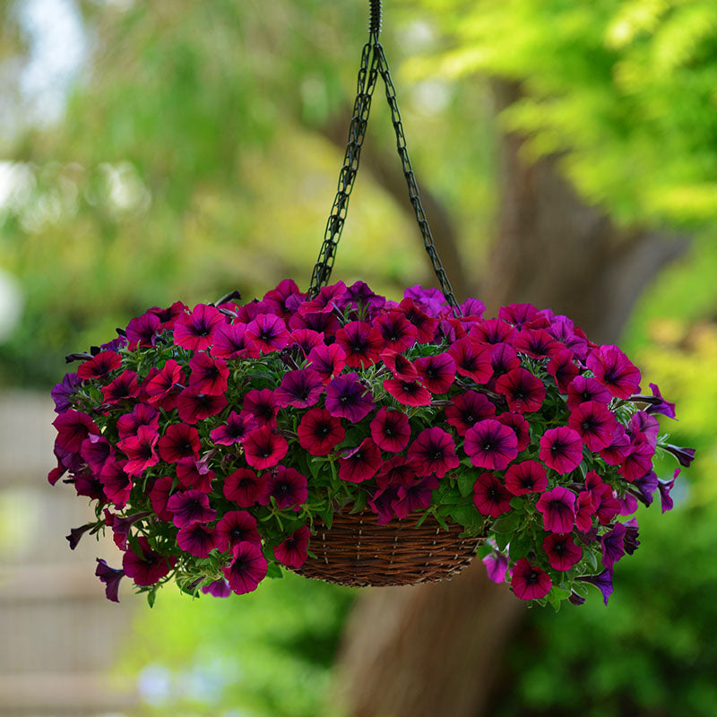 Petunia Shock Wave Deep Purple Imp F1 Seed – Harris Seeds