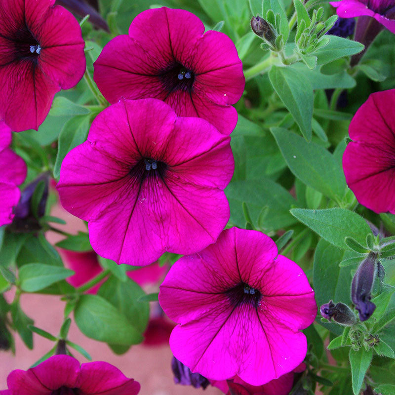 Petunia Shock Wave Deep Purple Imp F1 Seed – Harris Seeds