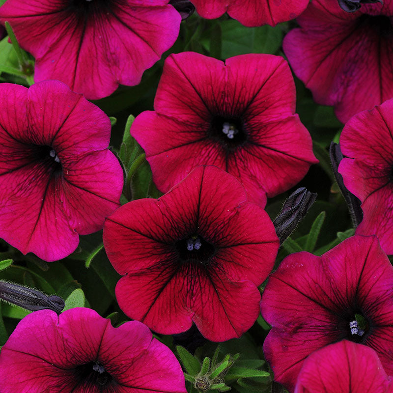 Petunia Shock Wave Deep Purple Imp F1 Seed – Harris Seeds