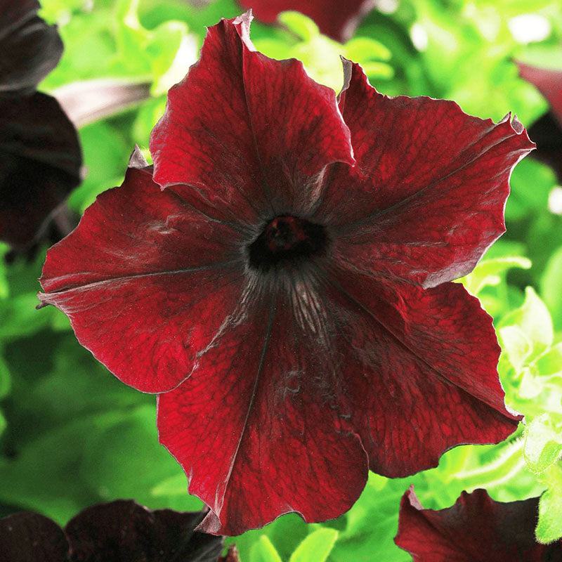red and black seed plant Petunia Sophistica Blackberry F1 Seed – Harris Seeds