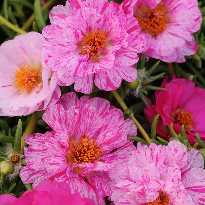 Portulaca Happy Trails Mix Seed – Harris Seeds