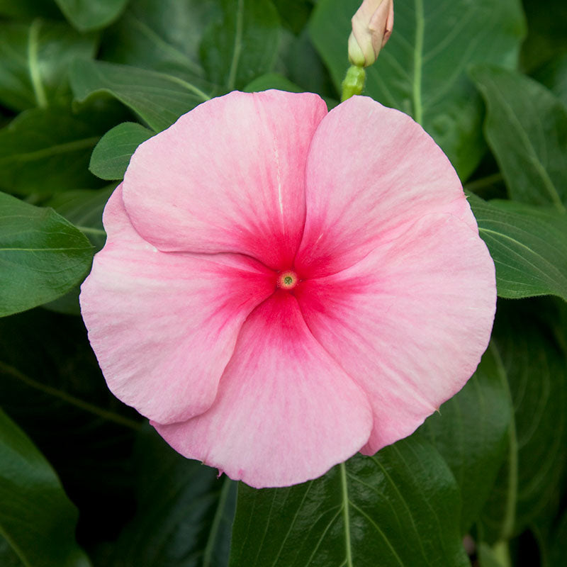 Vinca Cora Cascade Strawberry F1 Seed – Harris Seeds