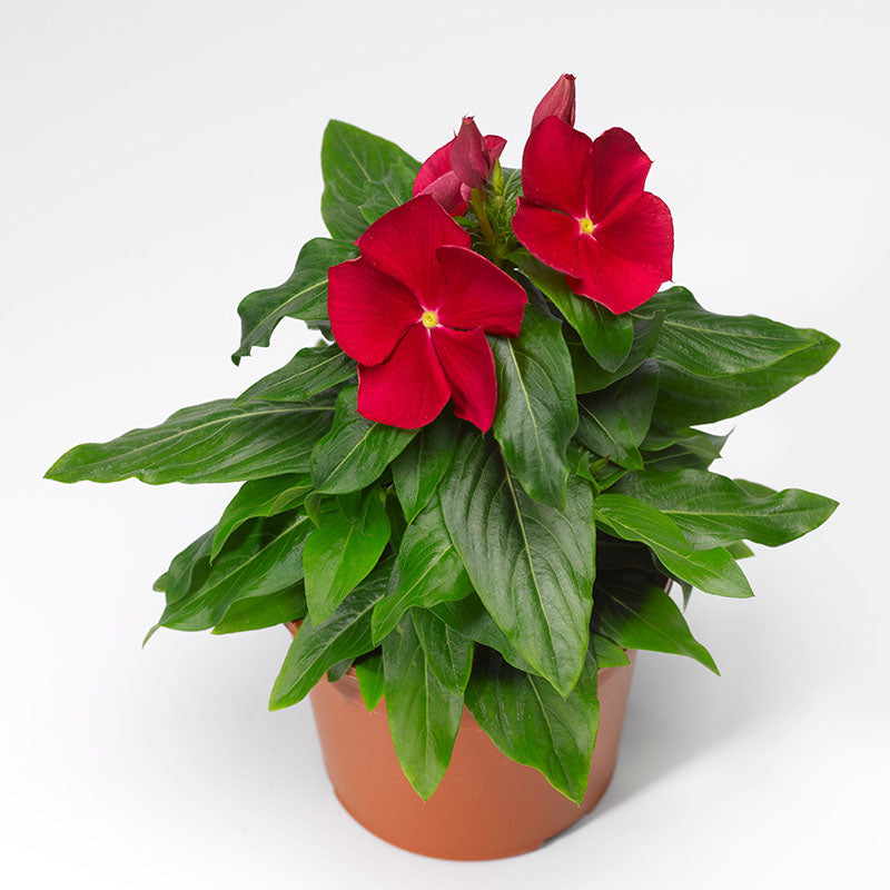 vinca flower seeds for sale Vinca Cora Red F1 Seed