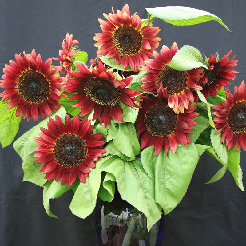 planting red sunflower seeds Sunflower ProCut Red F1 Seed RAW / 10,000 seeds / UNTREATED