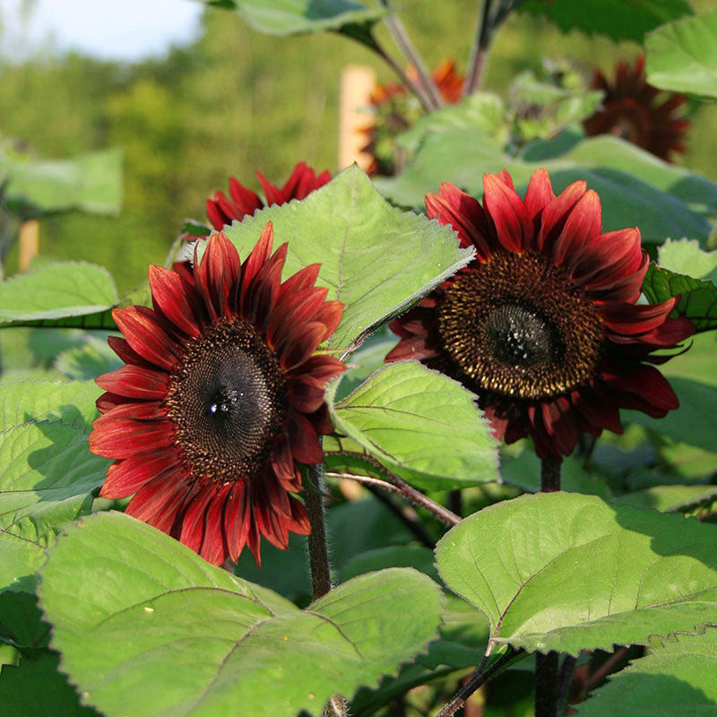 pro cut flower seeds Sunflower ProCut Red F1 Seed RAW / 10,000 seeds / UNTREATED