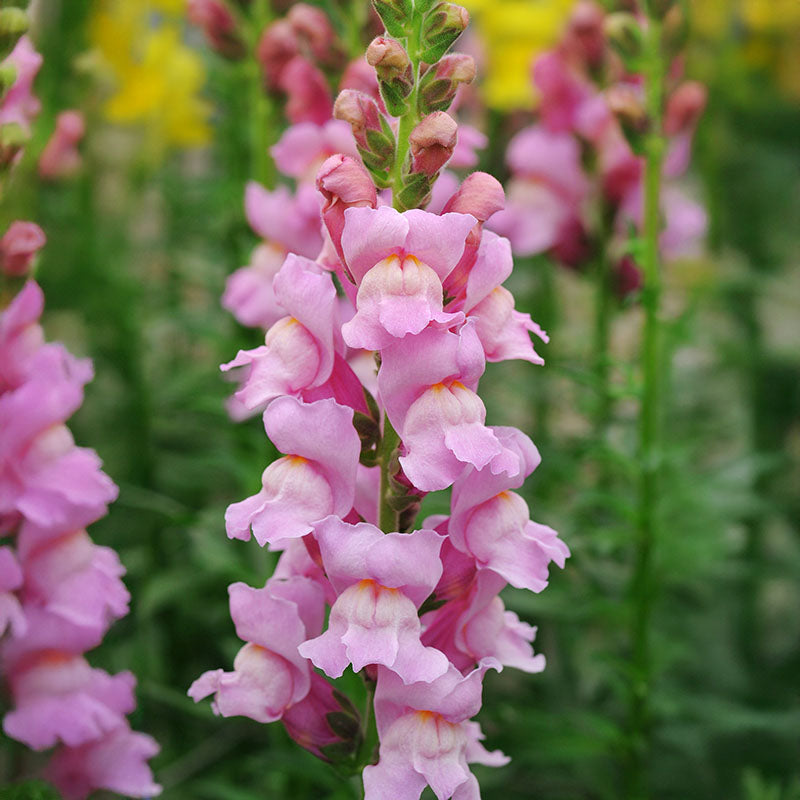 lavender様 Snapdragon Potomac Lavender F1 Seed – Harris Seeds
