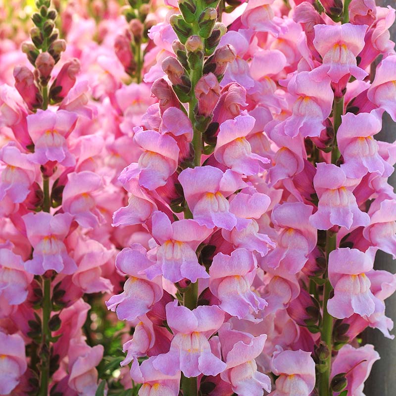 Snapdragon Potomac Lavender F1 Seed – Harris Seeds