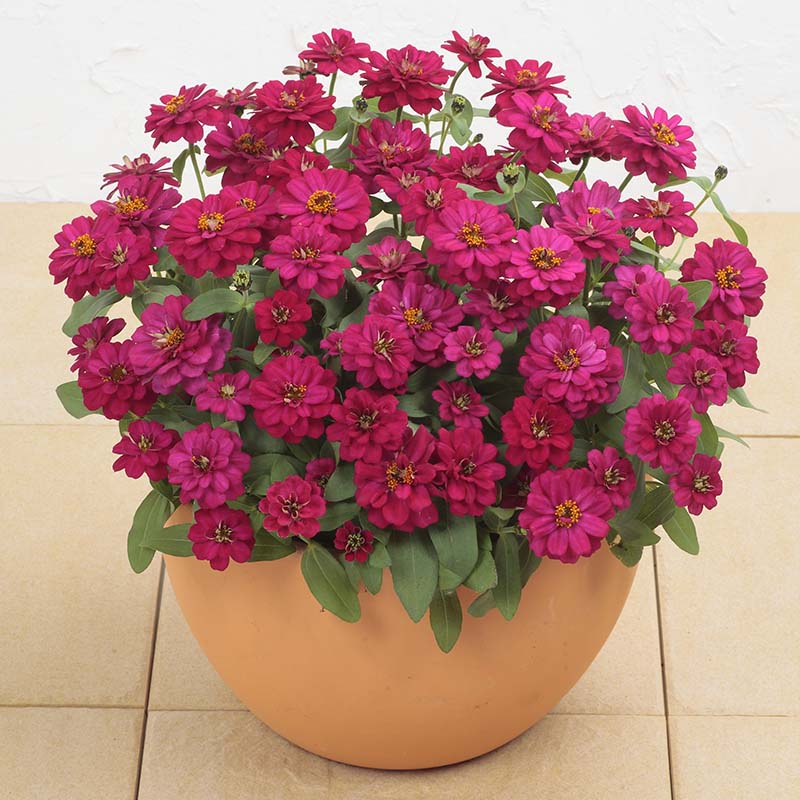 Zinnia Profusion Double Hot Cherry Seed – Harris Seeds