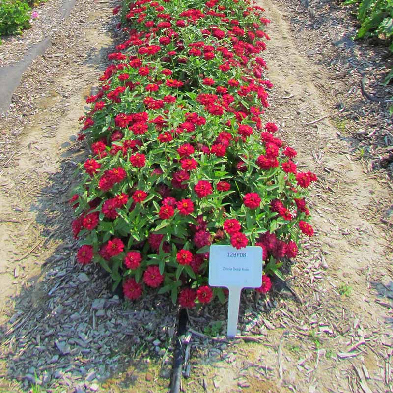 100+ Profusion Cherry Bicolor Zinnia Seeds – Easy Grow Garden Flowers – FREE SHIPPING (USA)