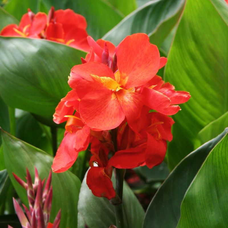 Canna South Pacific Scarlet Seed – Harris Seeds