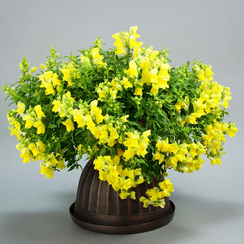 Snapdragon Candy Showers Yellow F1 Seed – Harris Seeds