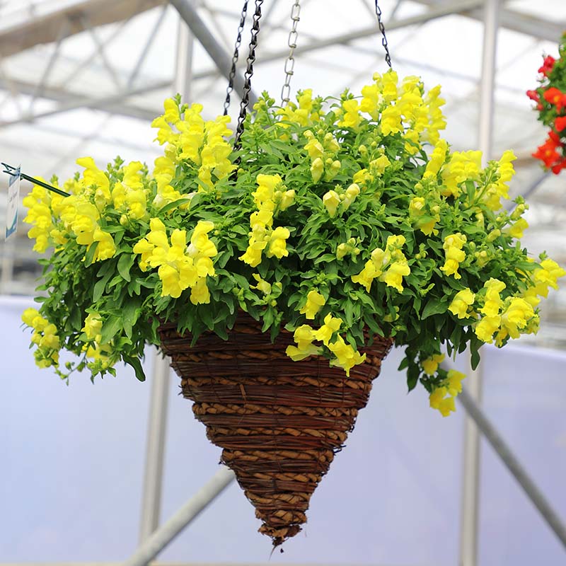 snapdragon hanging plant Snapdragon Candy Showers Yellow F1 Seed