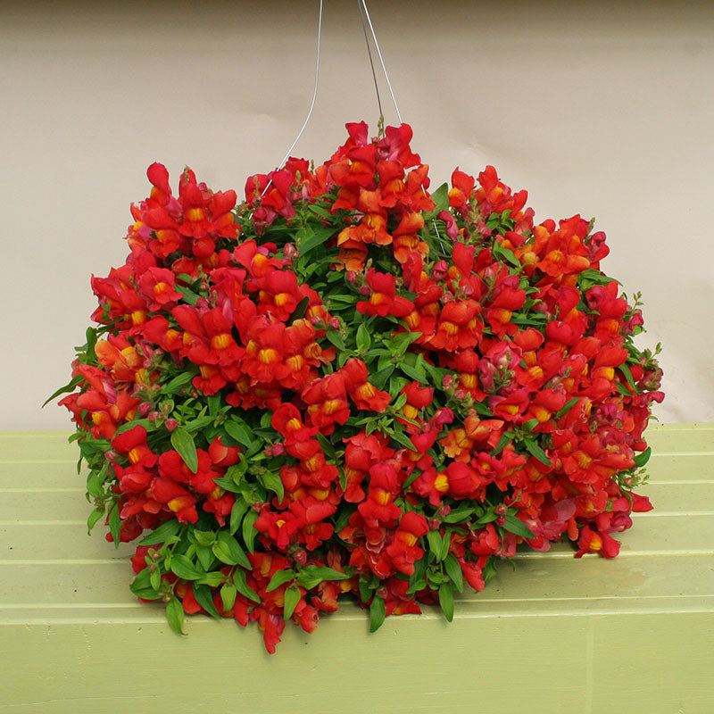 trailing flower seeds Snapdragon Candy Showers Orange F1 Seed