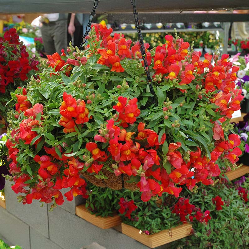 snapdragon hanging plant Snapdragon Candy Showers Orange F1 Seed