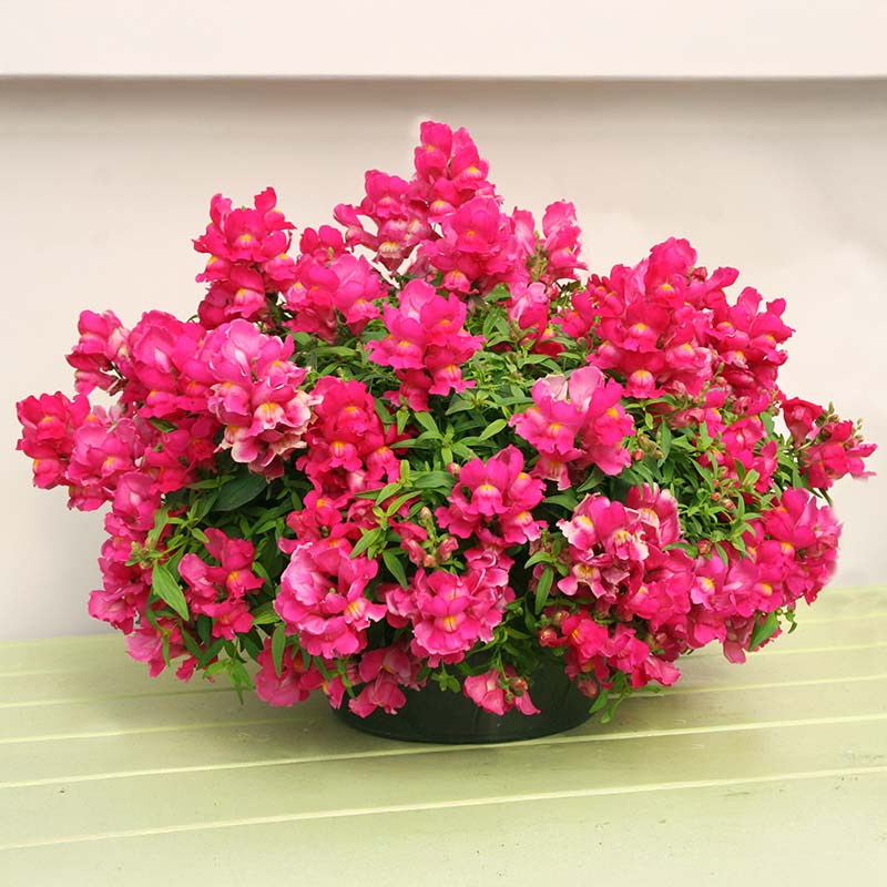 Snapdragon Candy Showers Rose F1 Seed – Harris Seeds