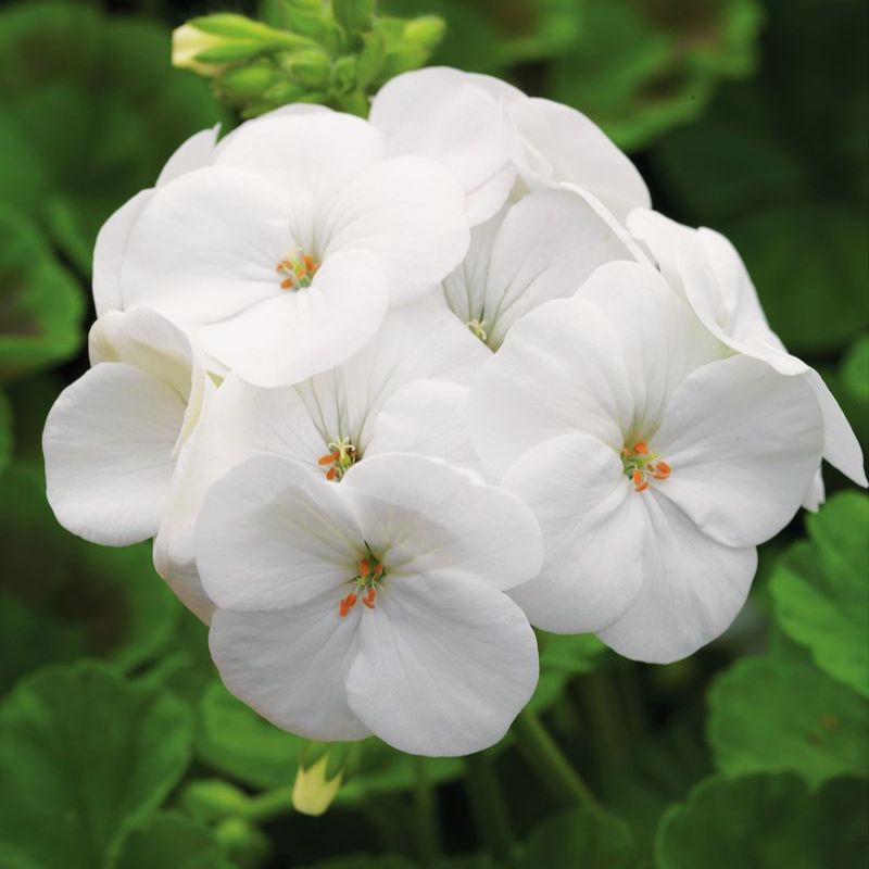 heirloom geranium seeds Geranium Pinto Premium White F1 Seed RAW / 25 seeds / UNTREATED