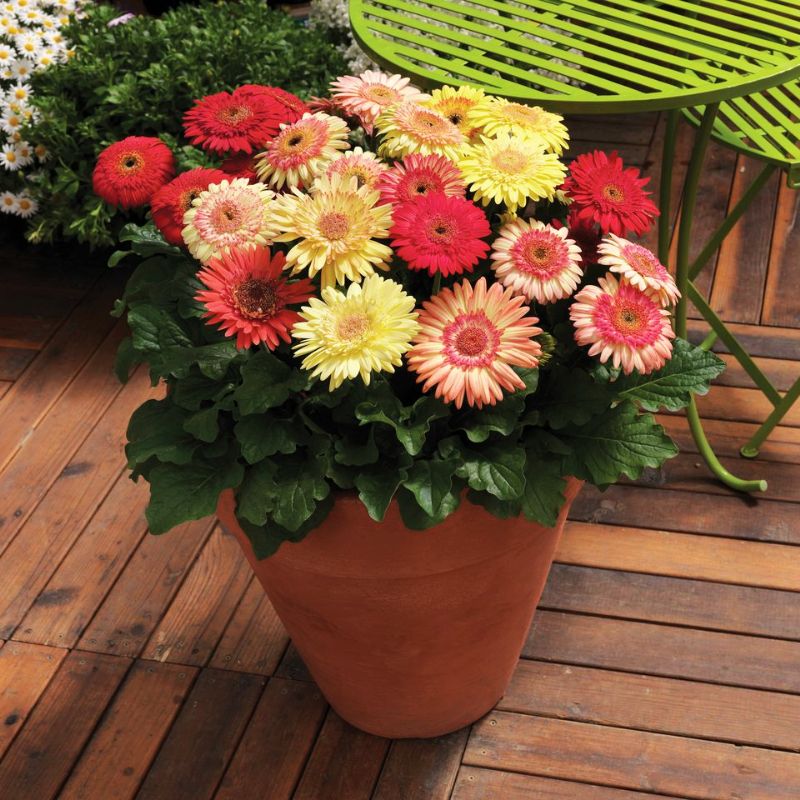 strawberry seeder Gerbera Cartwheel Strawberry Twist F1 Seed