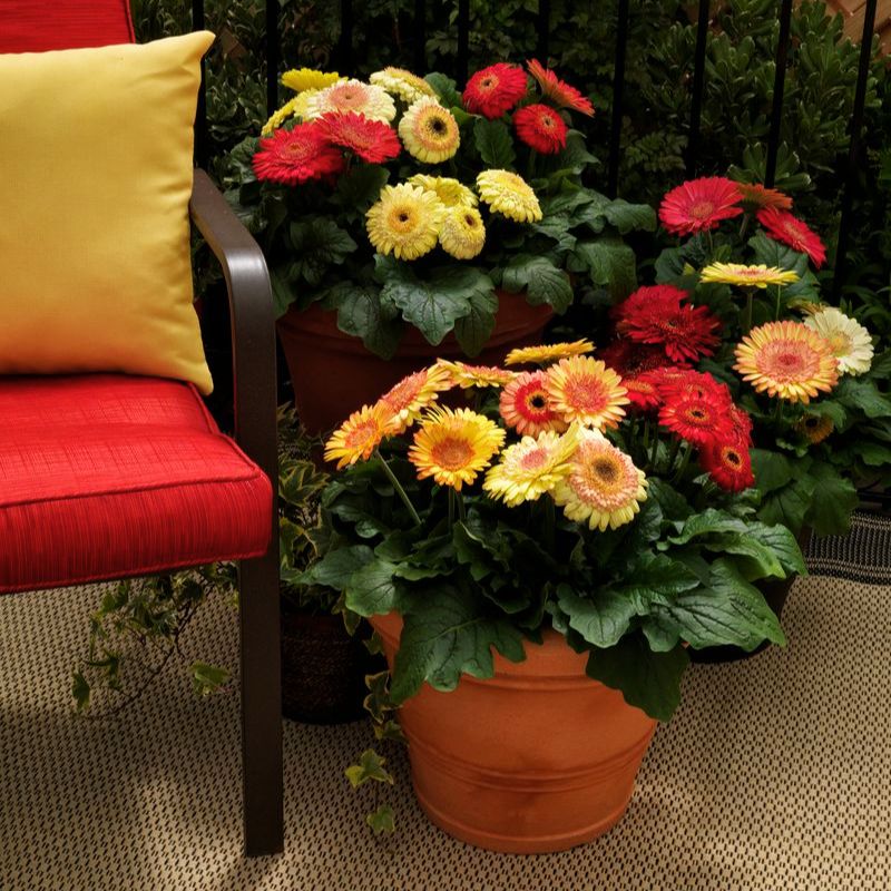 Gerbera Cartwheel Strawberry Twist F1 Seed – Harris Seeds