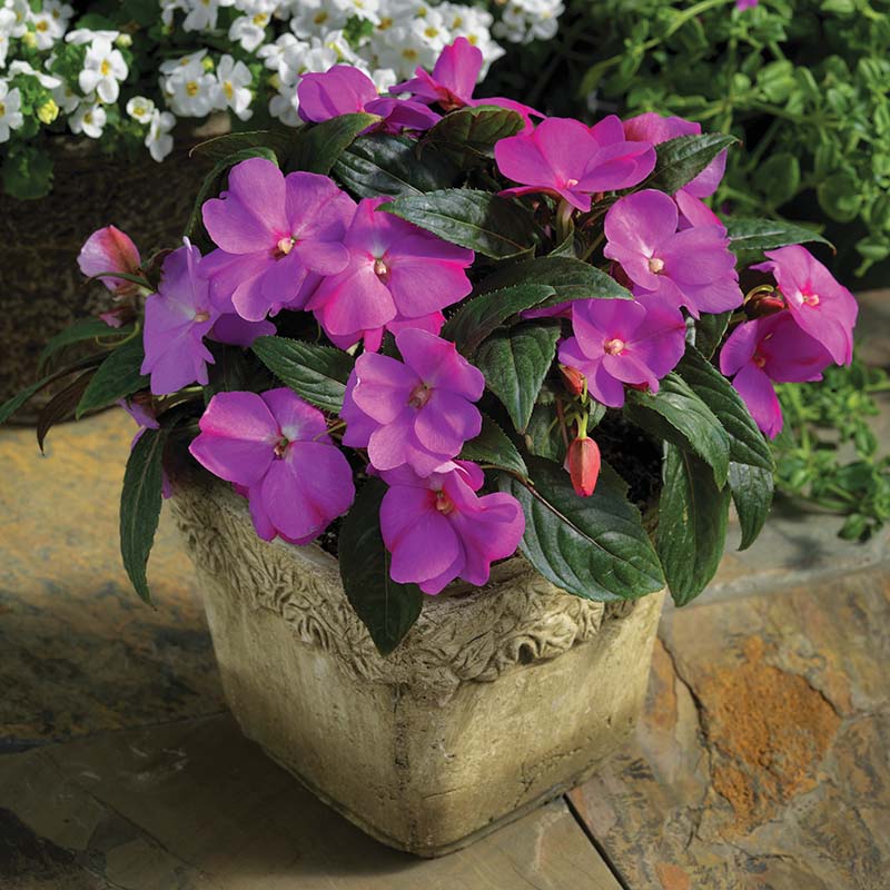 planting new guinea impatiens seeds Impatiens New Guinea Florific Lavender Seeds