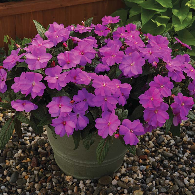 Impatiens New Guinea Florific Lavender Seeds – Harris Seeds