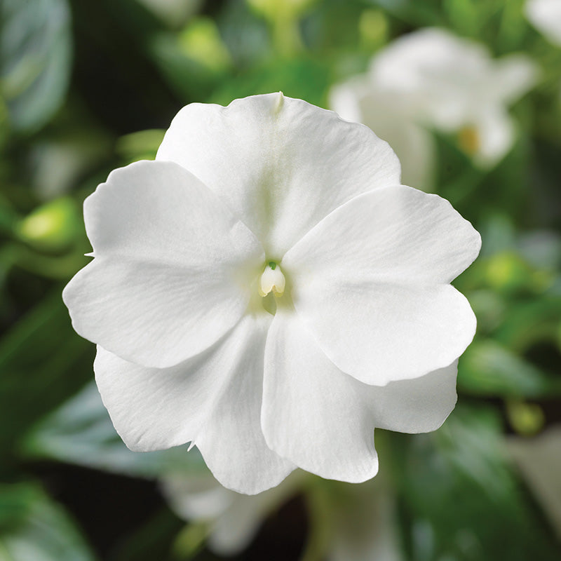 impatiens flower seeds online Impatiens New Guinea Florific White F1 Seed
