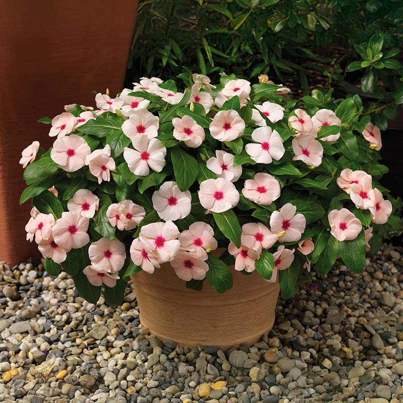 Vinca Cora Cascade Apricot F1 Seed – Harris Seeds