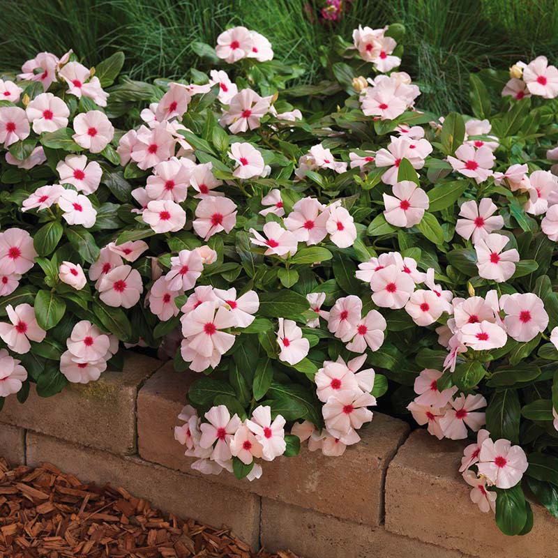 Vinca Cora Cascade Apricot F1 Seed – Harris Seeds