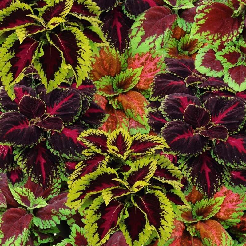 coleus mix plant Coleus Kong Empire Mix Seed PELLETED / 50 seeds / UNTREATED