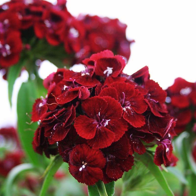 red and black seed plant Dianthus Sweet Black Cherry F1 Seed – Harris Seeds