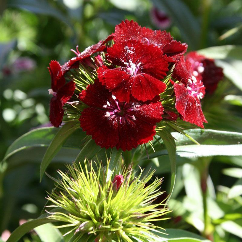 red and black seed plant Dianthus Sweet Black Cherry F1 Seed