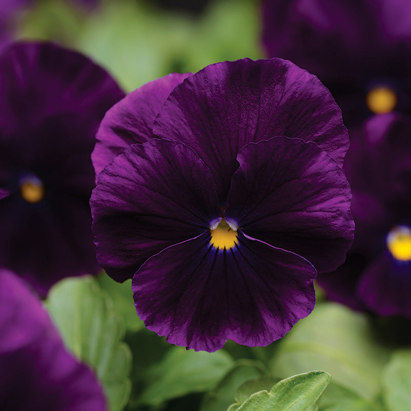 Pansy Cool Wave® Purple Seed – Harris Seeds