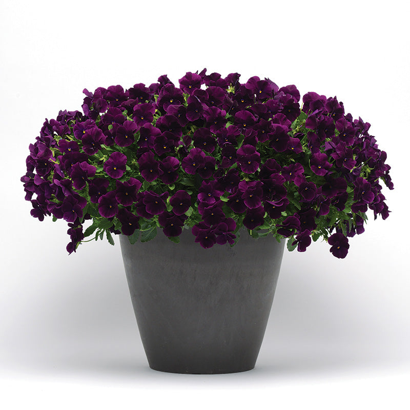 Pansy Cool Wave® Purple Seed – Harris Seeds