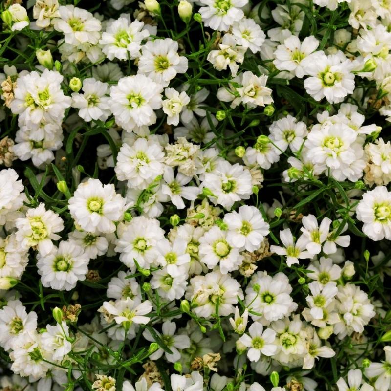 SALE gypsohila 即完売品　ベイビーブルゾン　WHITE Baby's Breath For Sale Gypsophila Fresh Cut Flowers