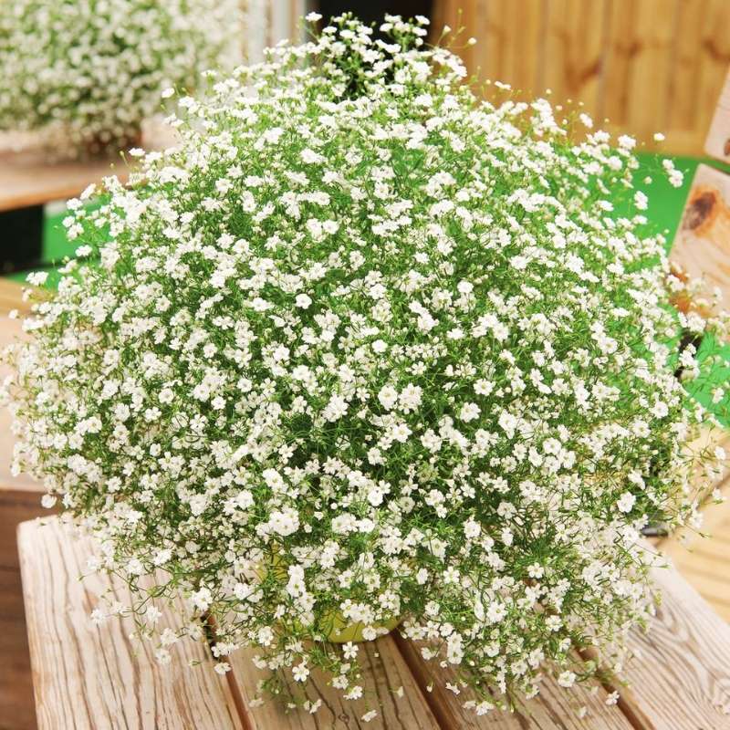 white seed flower Gypsophila Gypsy White Seed