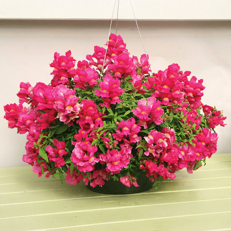 snapdragon hanging plant Snapdragon Candy Showers Mix F1 Seed MULTI PELLETED / 25 seeds / UNTREATED