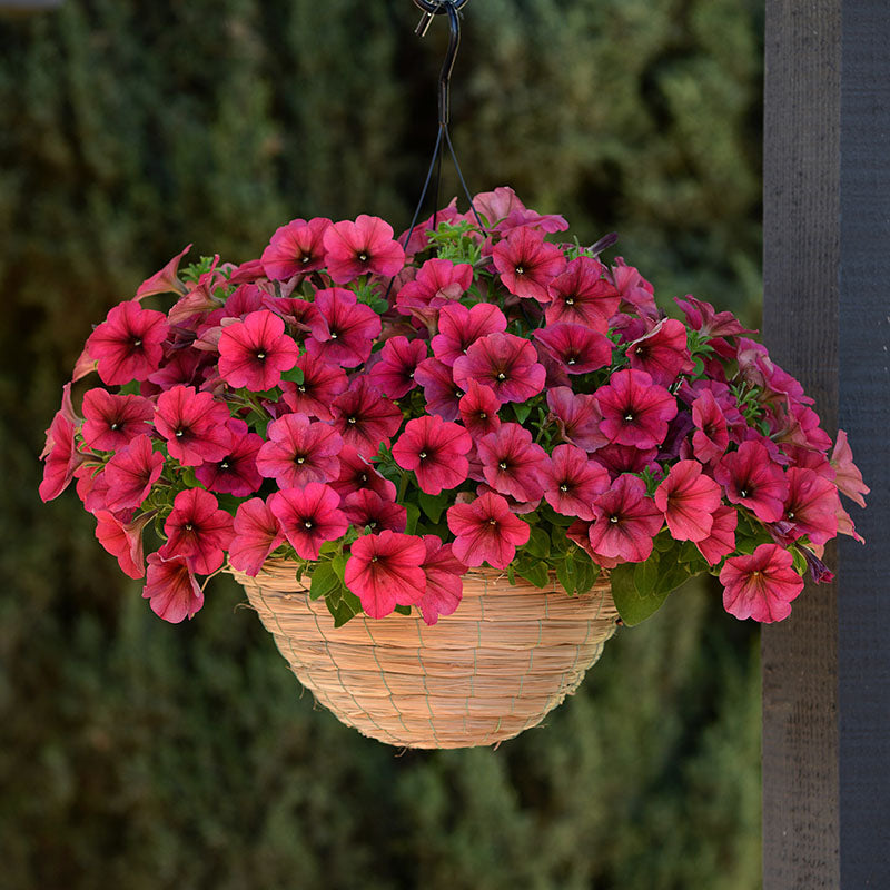 Petunia Easy Wave Velour Berry F1 Seed – Harris Seeds