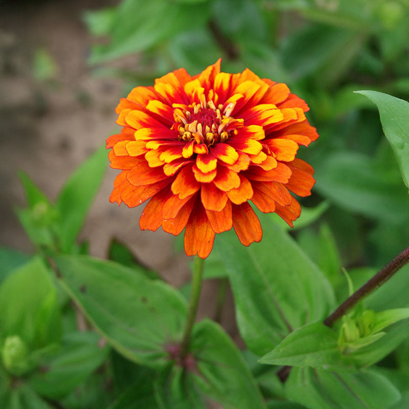 ☆myblumen☆ Zinnia Macarenia Seed – Harris Seeds