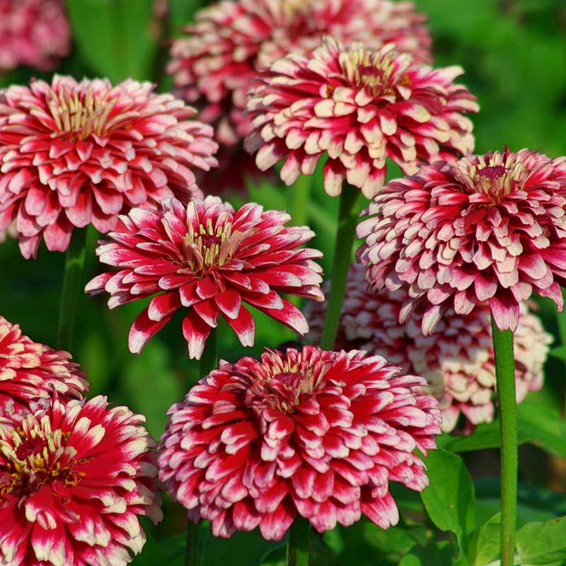 Zinnia Mazurkia Seed – Harris Seeds