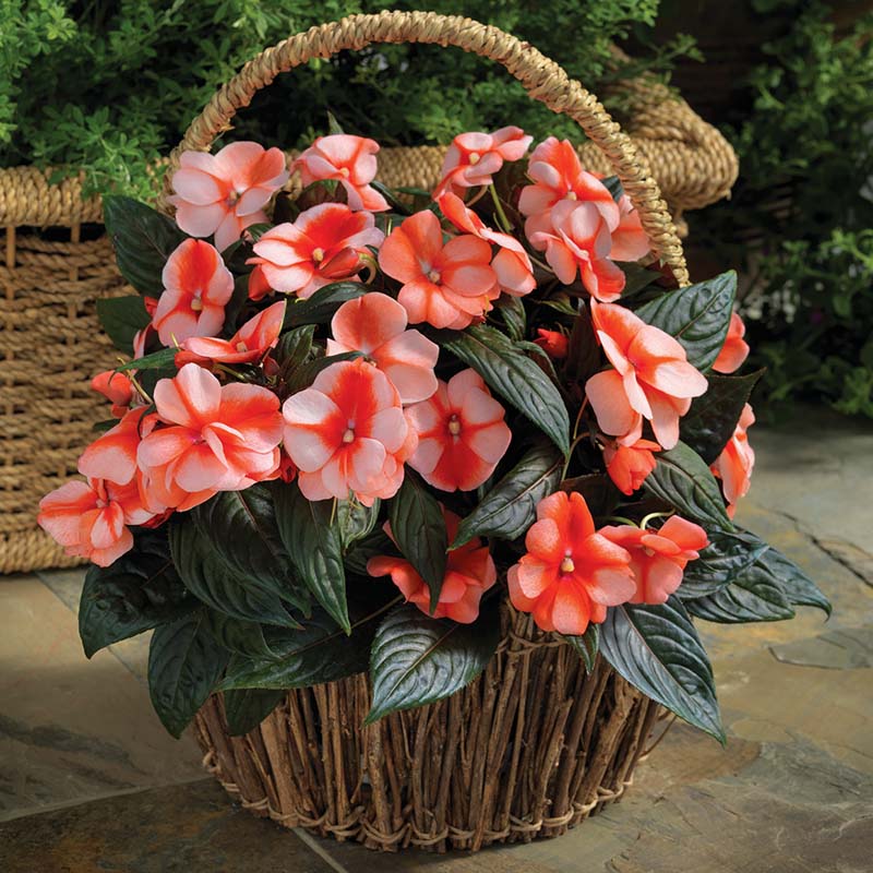 flower seeds impatiens Impatiens New Guinea Florific Sweet Orange F1 Seed – Harris Seeds