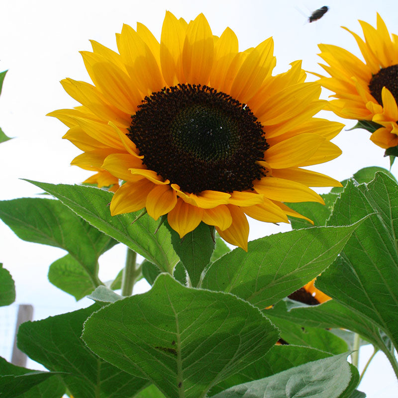 sunflower171707ページ Sunflower Premier Orange F1 Seed – Harris Seeds