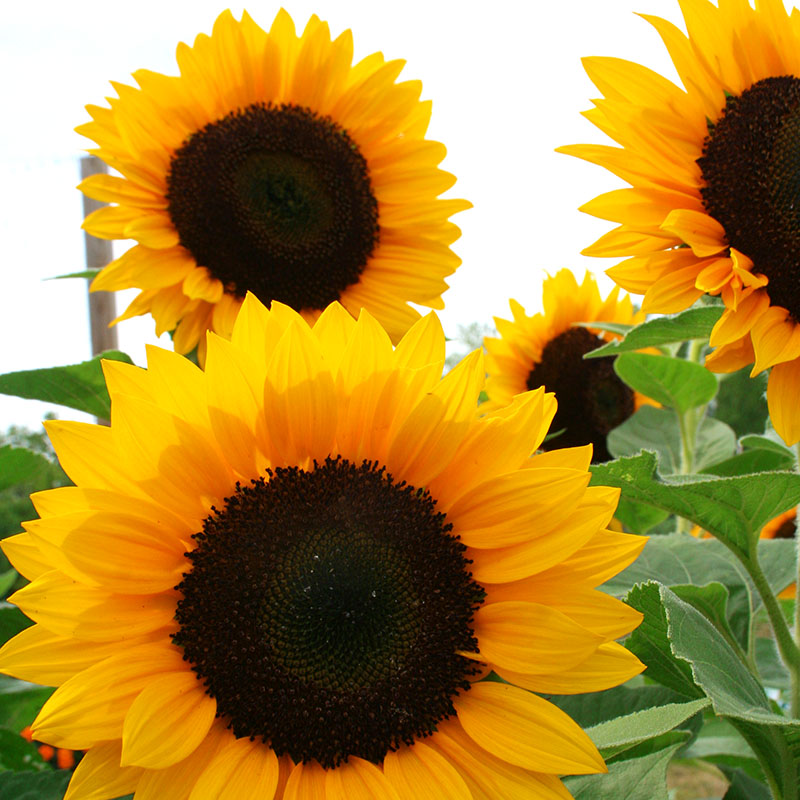 Sunflower Premier Orange F1 Seed – Harris Seeds