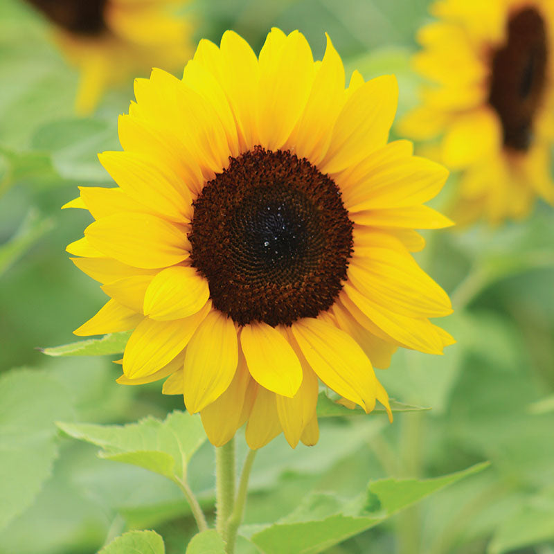 latest to plant sunflower seeds Sunflower ProCut Brilliance F1 Seed – Harris Seeds