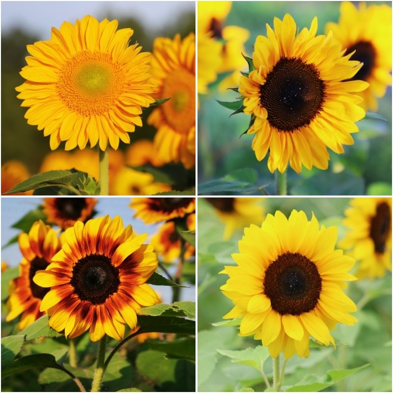 pro cut flower seeds Sunflower Pro Cut Collection F1 Seed